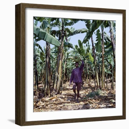 Bananas are Grown Everywhere in Uganda-Nigel Pavitt-Framed Photographic Print