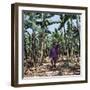 Bananas are Grown Everywhere in Uganda-Nigel Pavitt-Framed Photographic Print