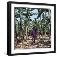 Bananas are Grown Everywhere in Uganda-Nigel Pavitt-Framed Photographic Print