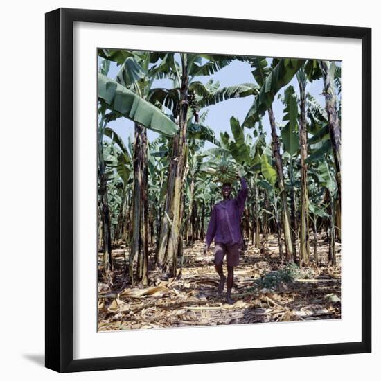 Bananas are Grown Everywhere in Uganda-Nigel Pavitt-Framed Photographic Print