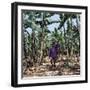 Bananas are Grown Everywhere in Uganda-Nigel Pavitt-Framed Photographic Print