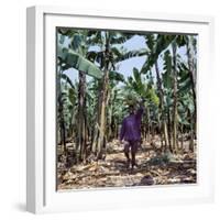 Bananas are Grown Everywhere in Uganda-Nigel Pavitt-Framed Photographic Print