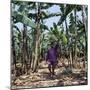 Bananas are Grown Everywhere in Uganda-Nigel Pavitt-Mounted Photographic Print