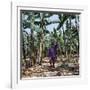 Bananas are Grown Everywhere in Uganda-Nigel Pavitt-Framed Photographic Print