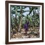 Bananas are Grown Everywhere in Uganda-Nigel Pavitt-Framed Photographic Print