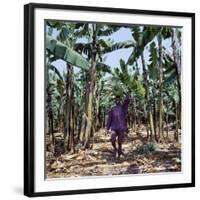 Bananas are Grown Everywhere in Uganda-Nigel Pavitt-Framed Photographic Print