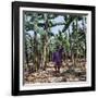 Bananas are Grown Everywhere in Uganda-Nigel Pavitt-Framed Photographic Print