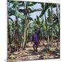 Bananas are Grown Everywhere in Uganda-Nigel Pavitt-Mounted Photographic Print