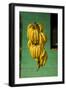 Bananas at a Fruit Stand in Dominican Republic-Paul Souders-Framed Premium Photographic Print