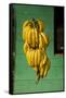 Bananas at a Fruit Stand in Dominican Republic-Paul Souders-Framed Stretched Canvas