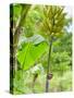 Bananas Growing on Tree, Dominica, West Indies, Caribbean, Central America-Kim Walker-Stretched Canvas