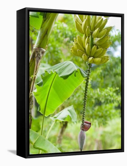 Bananas Growing on Tree, Dominica, West Indies, Caribbean, Central America-Kim Walker-Framed Stretched Canvas