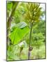 Bananas Growing on Tree, Dominica, West Indies, Caribbean, Central America-Kim Walker-Mounted Photographic Print