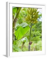 Bananas Growing on Tree, Dominica, West Indies, Caribbean, Central America-Kim Walker-Framed Photographic Print