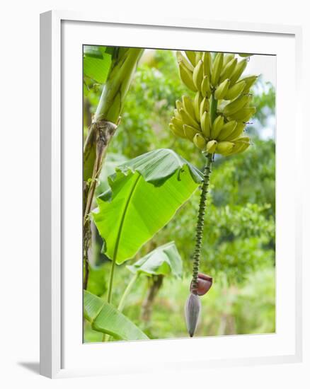 Bananas Growing on Tree, Dominica, West Indies, Caribbean, Central America-Kim Walker-Framed Photographic Print