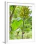 Bananas Growing on Tree, Dominica, West Indies, Caribbean, Central America-Kim Walker-Framed Photographic Print