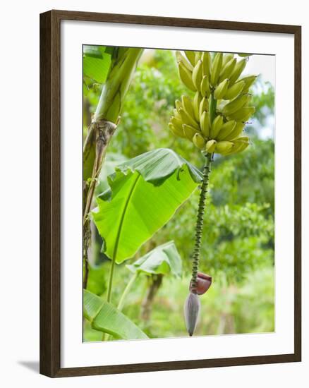 Bananas Growing on Tree, Dominica, West Indies, Caribbean, Central America-Kim Walker-Framed Photographic Print