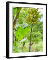 Bananas Growing on Tree, Dominica, West Indies, Caribbean, Central America-Kim Walker-Framed Photographic Print