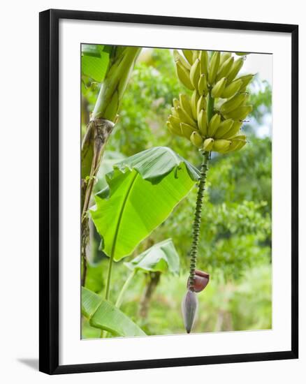 Bananas Growing on Tree, Dominica, West Indies, Caribbean, Central America-Kim Walker-Framed Photographic Print