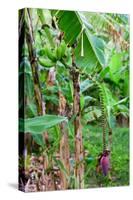 Bananas hanging on tree, Spring Village, Bequia, Saint Vincent And The Grenadines-null-Stretched Canvas