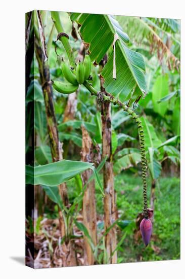 Bananas hanging on tree, Spring Village, Bequia, Saint Vincent And The Grenadines-null-Stretched Canvas