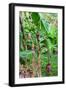 Bananas hanging on tree, Spring Village, Bequia, Saint Vincent And The Grenadines-null-Framed Photographic Print