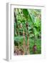 Bananas hanging on tree, Spring Village, Bequia, Saint Vincent And The Grenadines-null-Framed Photographic Print