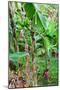 Bananas hanging on tree, Spring Village, Bequia, Saint Vincent And The Grenadines-null-Mounted Photographic Print