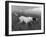 Banchory Rita Owned by Lorna Countess Howe-Thomas Fall-Framed Photographic Print