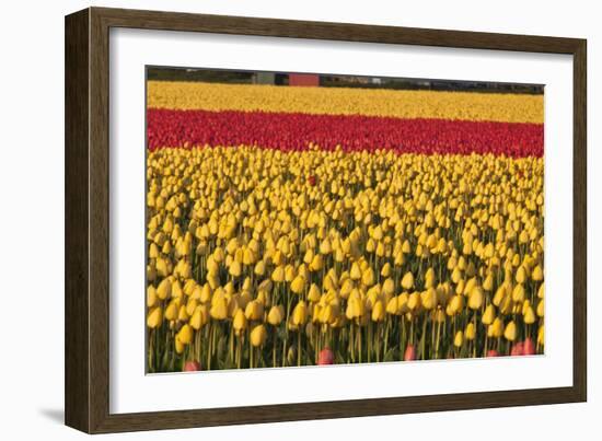 Band of Red-Dana Styber-Framed Photographic Print