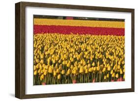 Band of Red-Dana Styber-Framed Photographic Print