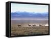 Band of Wild Horses Taking Flight Across Western Sage-Bill Eppridge-Framed Stretched Canvas