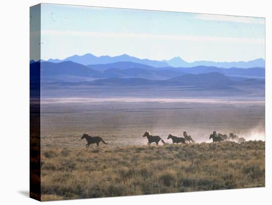 Band of Wild Horses Taking Flight Across Western Sage-Bill Eppridge-Stretched Canvas