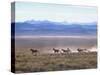 Band of Wild Horses Taking Flight Across Western Sage-Bill Eppridge-Stretched Canvas