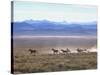 Band of Wild Horses Taking Flight Across Western Sage-Bill Eppridge-Stretched Canvas