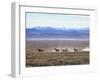 Band of Wild Horses Taking Flight Across Western Sage-Bill Eppridge-Framed Photographic Print