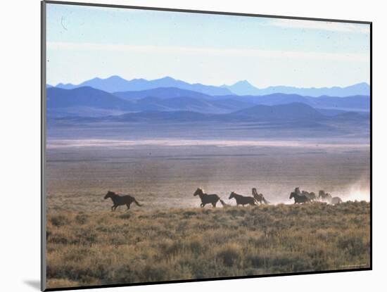 Band of Wild Horses Taking Flight Across Western Sage-Bill Eppridge-Mounted Photographic Print