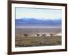 Band of Wild Horses Taking Flight Across Western Sage-Bill Eppridge-Framed Photographic Print