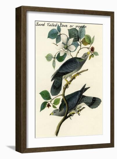 Band Tailed Dove or Pigeon-John James Audubon-Framed Art Print