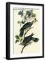 Band Tailed Dove or Pigeon-John James Audubon-Framed Art Print