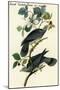 Band Tailed Dove or Pigeon-John James Audubon-Mounted Art Print