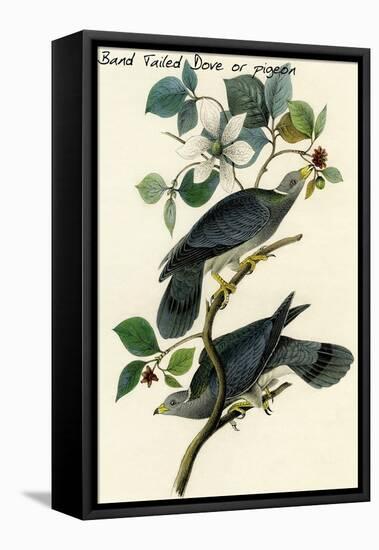 Band Tailed Dove or Pigeon-John James Audubon-Framed Stretched Canvas