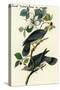 Band Tailed Dove or Pigeon-John James Audubon-Stretched Canvas