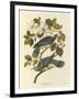 Band Tailed Pigeon-John James Audubon-Framed Premium Giclee Print