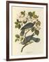 Band Tailed Pigeon-John James Audubon-Framed Premium Giclee Print