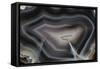 Banded Agate, Quartzsite, AZ-Darrell Gulin-Framed Stretched Canvas