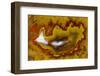 Banded Agate, Quartzsite, AZ-Darrell Gulin-Framed Photographic Print