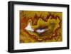 Banded Agate, Quartzsite, AZ-Darrell Gulin-Framed Photographic Print