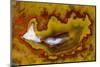 Banded Agate, Quartzsite, AZ-Darrell Gulin-Mounted Photographic Print