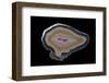 Banded Agate, Quartzsite, AZ-Darrell Gulin-Framed Photographic Print